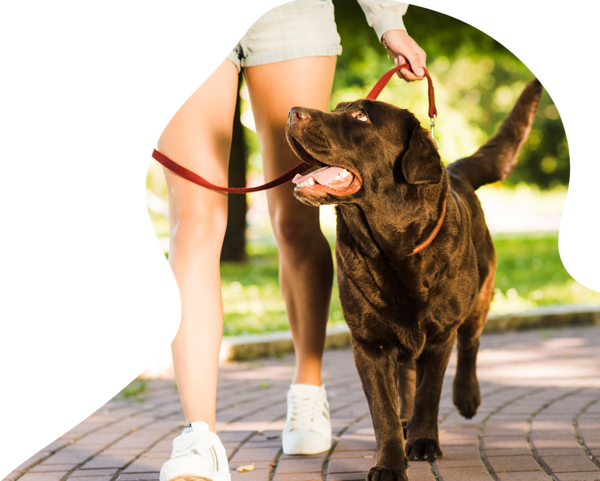 High Quality China Dog Supplies Products Pet Leashes Harness Manufacturers
