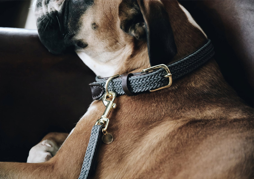 OEM Dog Collar